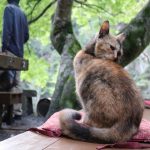 猫好き必見！！山梨の秘境！紅葉と木登り猫ちゃん達がいる「昇仙峡」山梨県甲府市の観光スポット