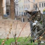ローマの遺跡にあった猫の楽園！！トッレ・アルジェンティーナ広場　イタリア　ローマの観光スポット