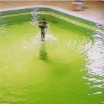 緑色？エメラルドグリーンに輝く温泉「新屋温泉」青森県平川市の観光スポット